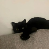 落日飞鱼