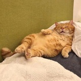 汪汪碎冰冰