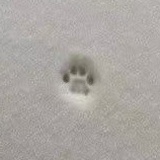 北极狐观察日记