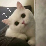 白某人