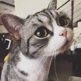 皮蛋叭唧