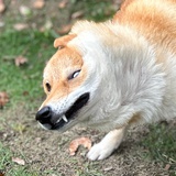 杠头驹