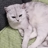 皮卡丘