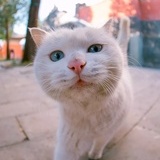 吃什么不吃什么