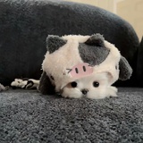 减肥中…