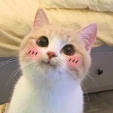 一只喵喵miao