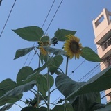 随心