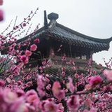 瑾溪