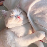 猪猪锅