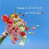莳葑