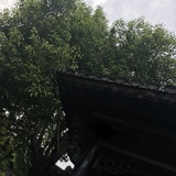 像鱼🐟