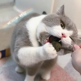 肥八胖丁