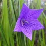 芝麻汤圆