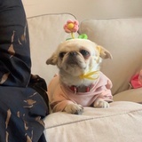 顶级芝士鱼卷