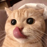 开心猫