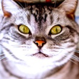 没头脑和不高兴