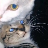 辣条