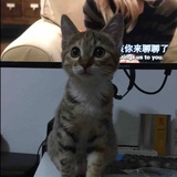 Evie