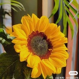老醋花生芝麻酱
