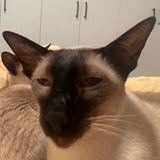 逼罗猫