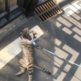 君如过客