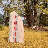 庭木枫