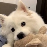 Puppy