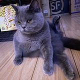 小王子
