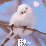 鱼把拖地板