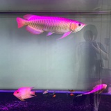 随弋