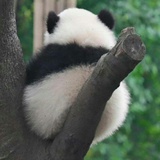 一闪一闪小星星