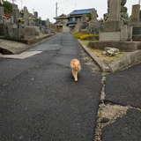 馒头片儿
