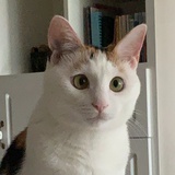 二兔兔