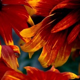 Aplant