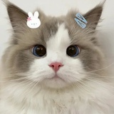 想上九天摘月亮