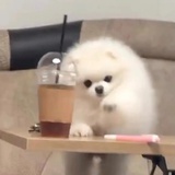 厨师小薇