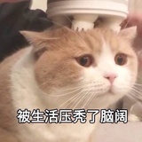 一颗椰子糖丶