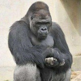 月亮惹的祸射手