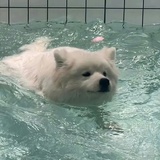 YeYe（小满版