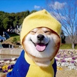 细嗅蔷薇