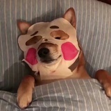 youyou