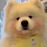 踩雷达人