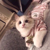 爱猫猫