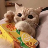 二十酒