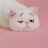 一只濒死的猫