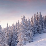 杜雪庐