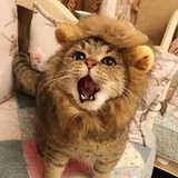 戒糖失败的一天