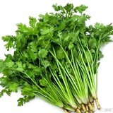 全世界种满香菜