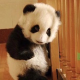 蹦哒的小由子