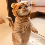 xiaoTofu